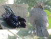 Ixodes ricinus